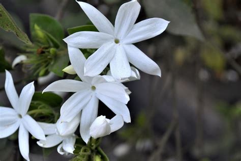 Vining Jasmine: Care and Growing Guide