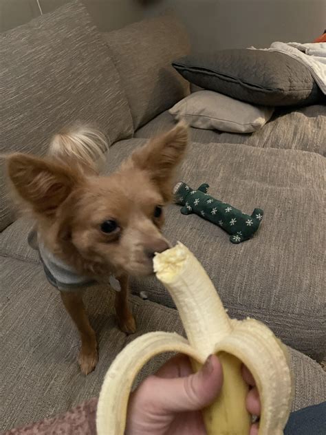 Anyone else’s Chi like bananas? : r/Chihuahua