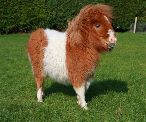 shetland pony  miniature horse  carol hay blog