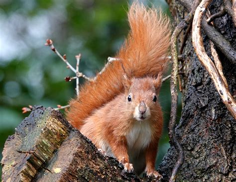 ISLE OF WIGHT RED SQUIRREL TRUST LAUNCHES KITEMARK ON RED SQUIRREL