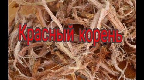 Красный корень(копеечник забытый) - YouTube