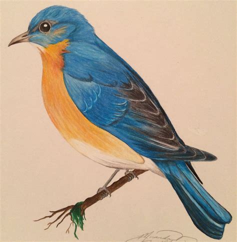 Bird Colour Pencil Drawing: A Complete Guide for Beginners