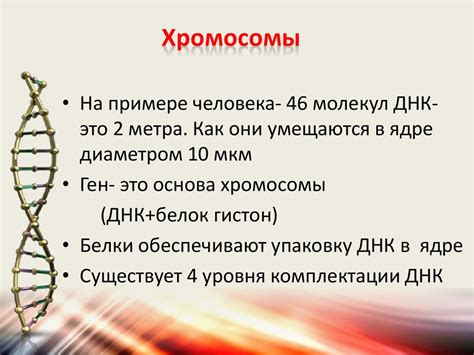 Гены, геномы и хромосомы - презентация онлайн