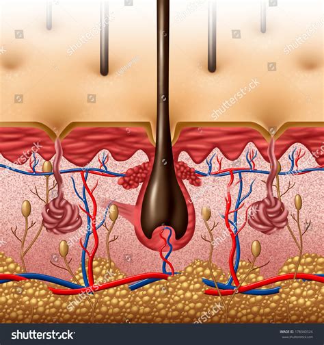Labelled Diagram Of Skin Structure 9