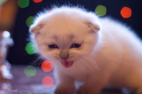 Фотосессия котят