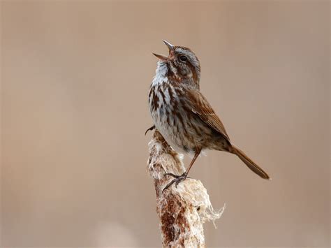 House Sparrow Nesting (Behavior, Eggs + Location) | Birdfact