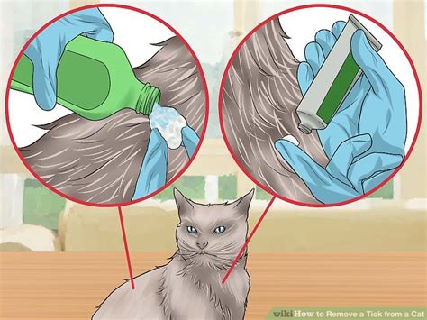 How to Remove a Tick from a Cat: 13 Steps (with Pictures)