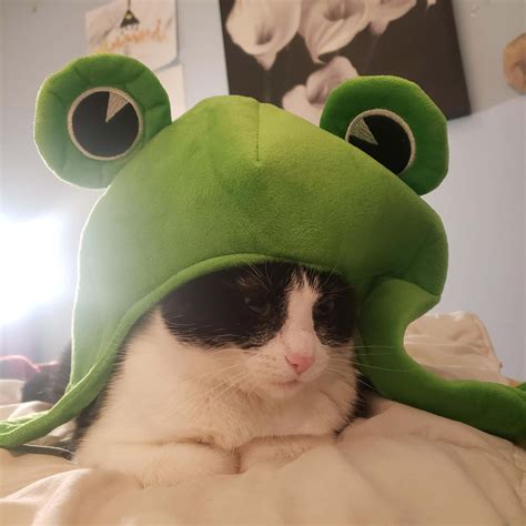 [100+] Cute Cat Pfp Wallpapers | Wallpapers.com
