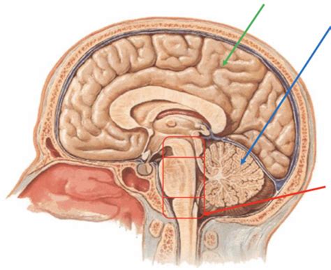 10. Hypophysis cerebri and Histology Flashcards | Quizlet