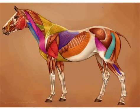 Horse Muscles Quiz