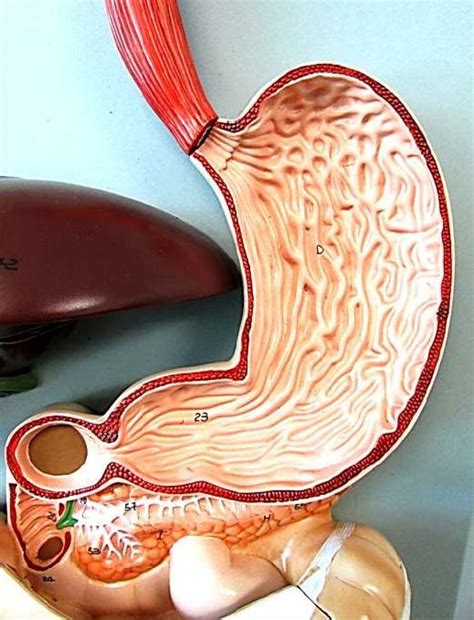 gi tract diagram quizlet