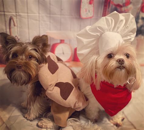 Chocolate Chip Cookie Dog Costume at Malik Garcia blog