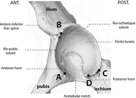 Pictures Of Acetabulum