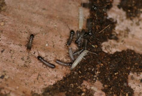 Earwig Bites & Treatment - Truly Nolen Canada