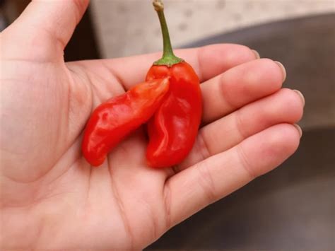 4 Sneaky Ways To Wipe Away Painful Pepper Oil