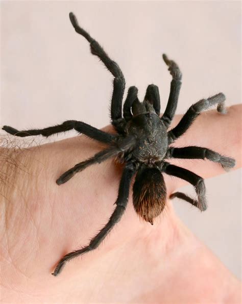 33 Types of Black Spiders (Pictures and Identification Guide)