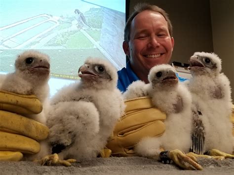 Peregrine falcons flourish at WPS, We Energies sites during milestone
