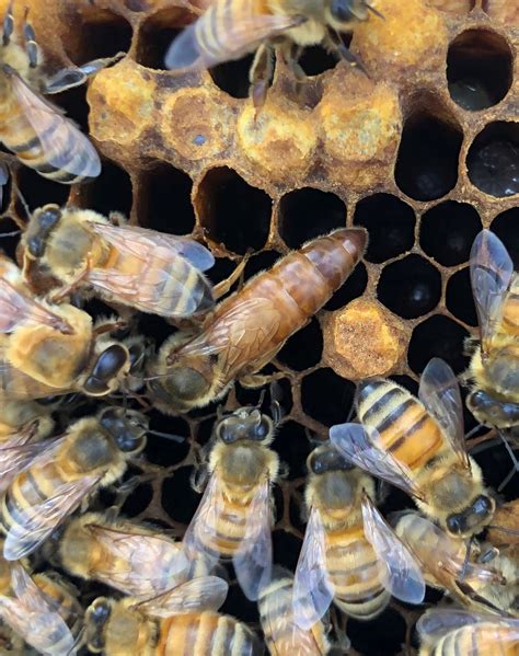 Where honeybees, bumblebees and solitary bees go in winter | Office of