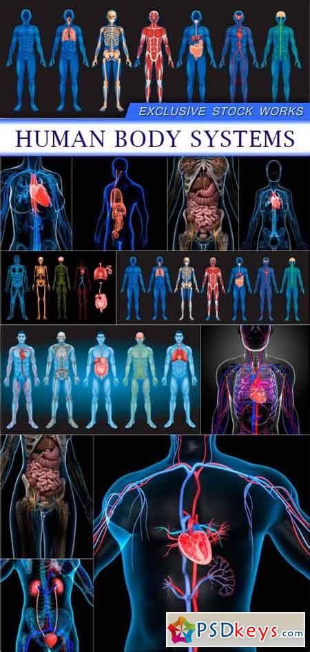 Human Body Systems 11X JPEG » Free Download Photoshop Vector Stock ...