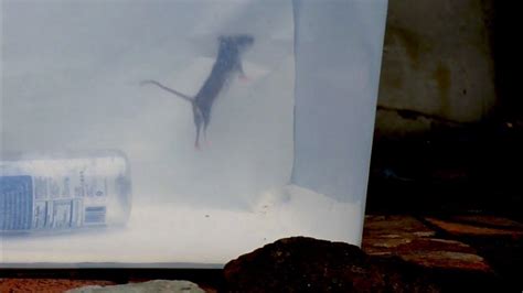 How High Can a Mouse Jump? Watch This to See! - YouTube