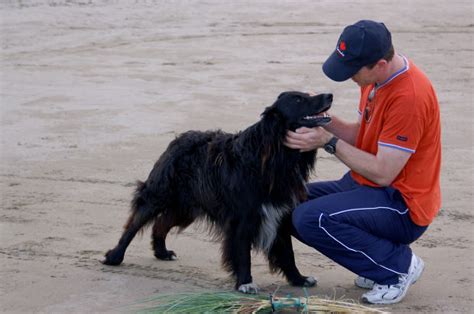 Animais e o Espiritismo: Dor e sofrimento animal (Parte III)