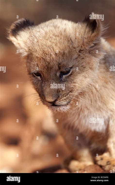 Small lion cub Stock Photo - Alamy