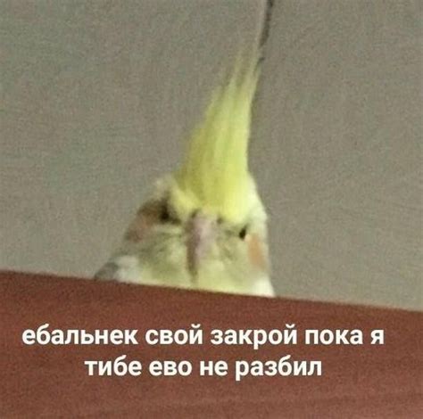 Пин от пользователя Veronika на доске попугайчики | Мемы, Смешные мемы ...
