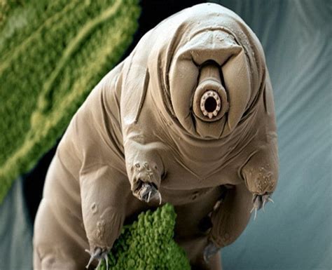microscopic creatures - Google Search | Tardigrados, Animales, Oso de agua