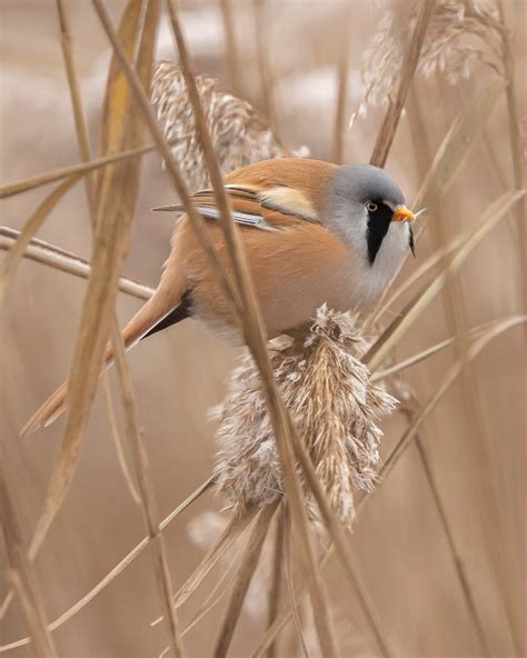 Vroege vogels Foto - Vogels - Baardman