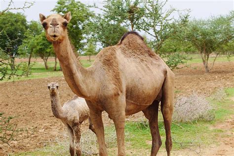 What's the big deal with CAMELS?