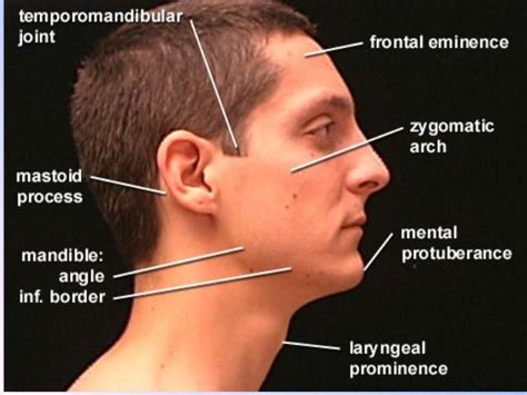 surface anatomy face