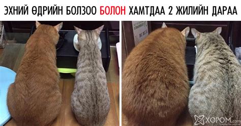 Хосуудын харилцаа ямар ч хайрын дуунаас илүү зүйл болохыг дүрсэлж ...
