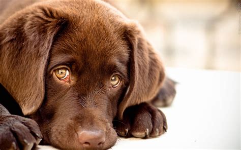 cute dog puppy eyes wallpaper wallpaperscom