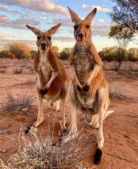 Sponsor our kangaroos - The Kangaroo Sanctuary