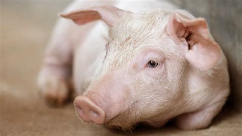 5 Schrittem, um Durchfall nach dem Absetzen zu verhindern