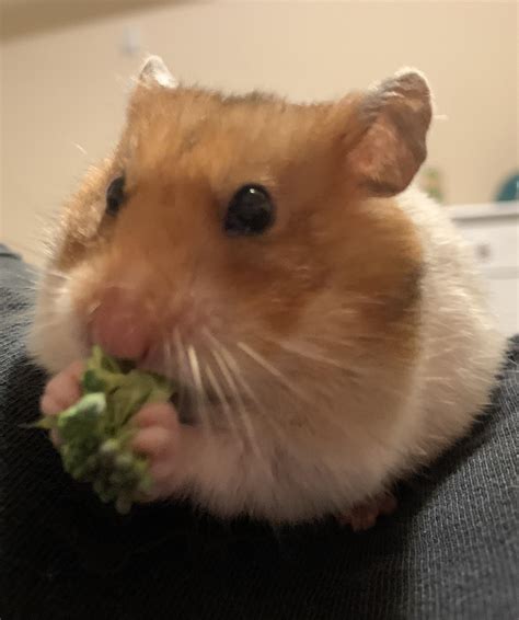 what happens if hamster stressed naturally 7
