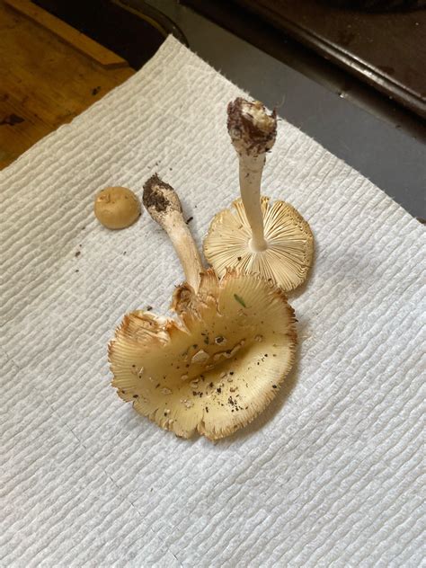 Amanita. ?? : r/amanita