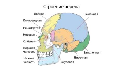 Морфо-функциональная характеристика аппарата движения. Остеология ...