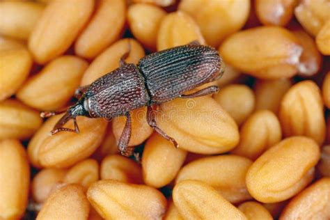 Wheat Weevil Sitophilus Granarius Beetle. Stock Photo - Image of infest ...