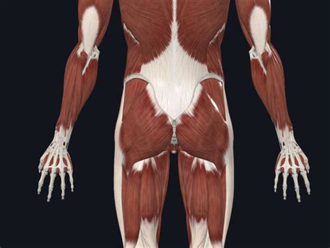 Muscles of the Lower Extremity Flashcards | Quizlet