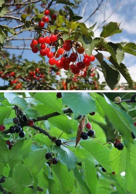 Le merisier ou cerisier sauvage | L'Abeille du Forez