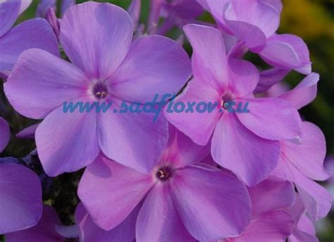 ФЛОКС СИРИУС (ЛИЛАК ТАЙМ) (LILAC TIME) - Флоксы метельчатые иностранной ...