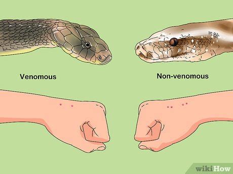 Een slangenbeet behandelen - wikiHow