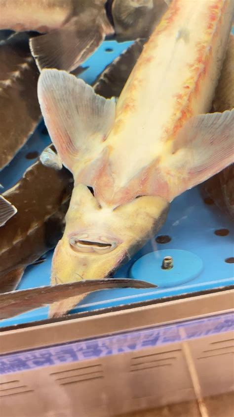 Рыба с человеческим лицом/Fish with a human face