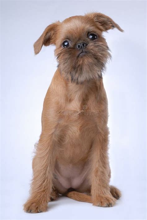 Cachorra Cabelo Liso