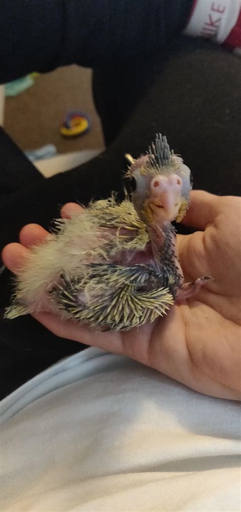 can cockatiel shaking fast 8