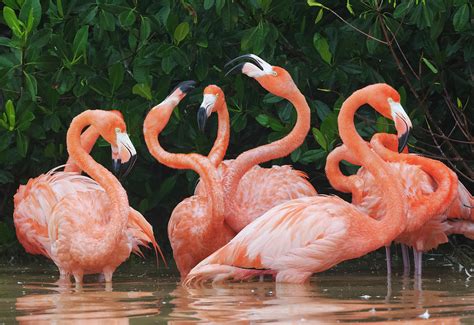 caribbean flamingo fighting yucatan peninsula mexico photograph
