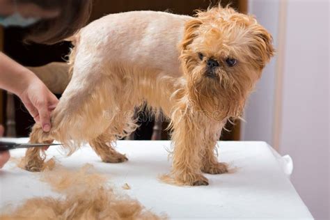 Dog grooming stock image. Image of canine, griffon, equipment - 34749619