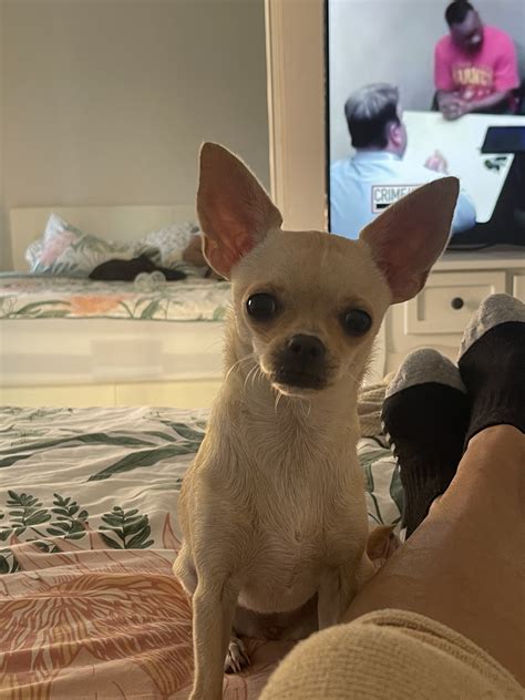 Chihuahua - Hurstville - PetsForHomes