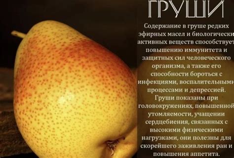 Особенности груш сорта Велеса: как сажать и ухаживать за плодоносным ...